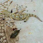 Gecko dans la cour. שממית חסרת רגלית